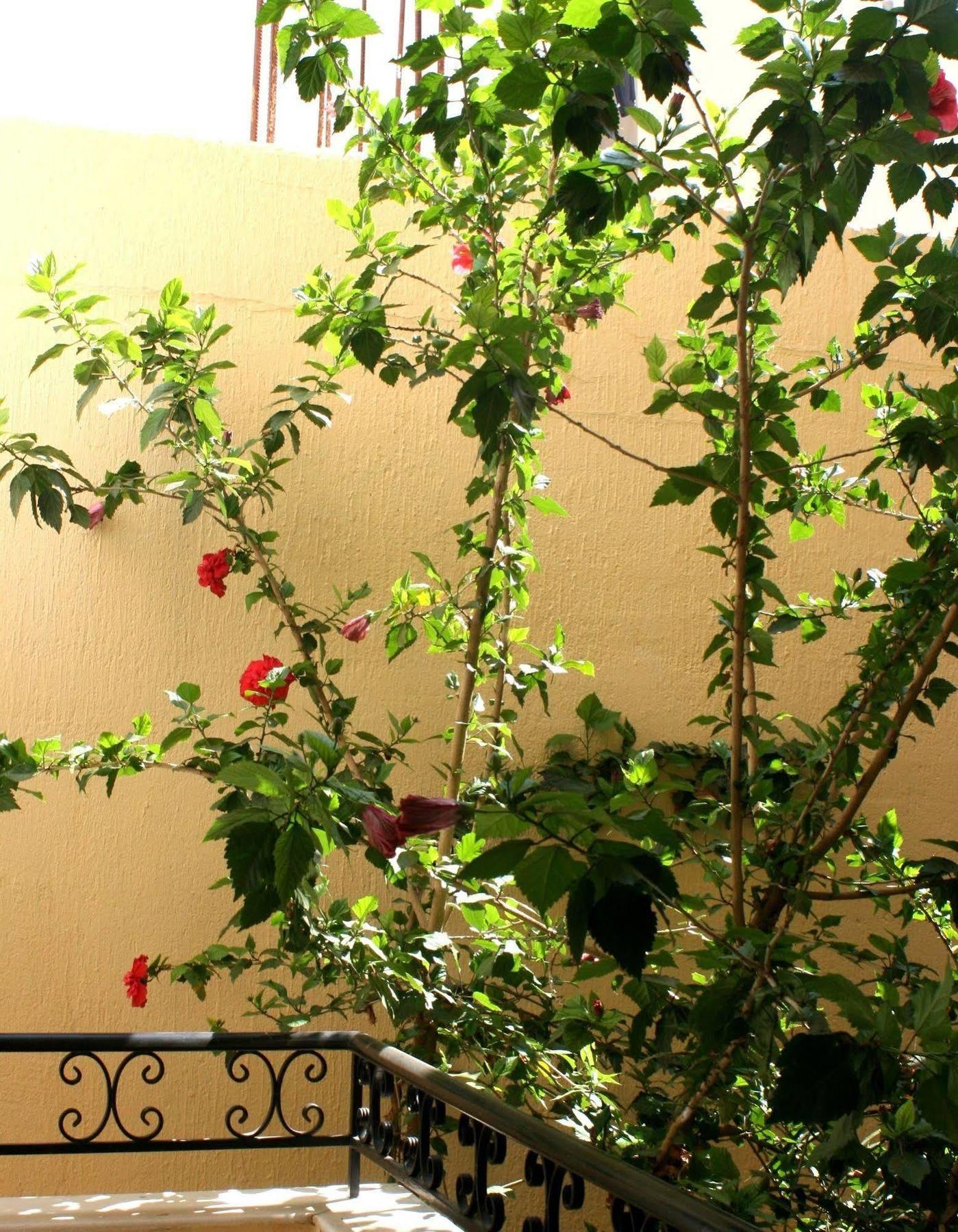 Orion Apartments Μάλια Εξωτερικό φωτογραφία